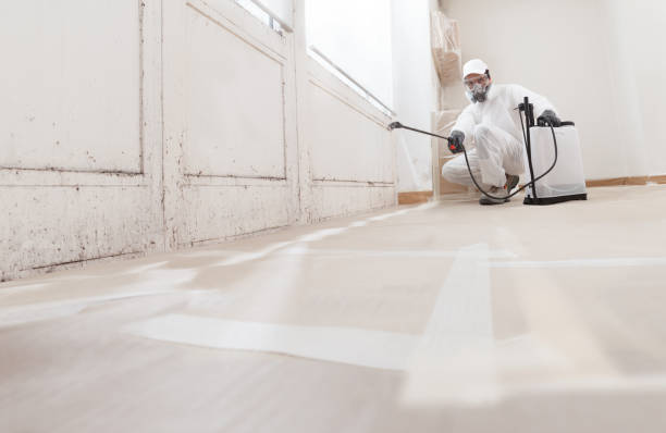 24/7 Emergency Black Mold Remediation experts in Boston, MA