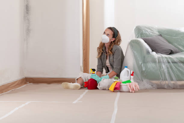 Reliable Black Mold Remediation contractor in Boston, MA by Mold Remediation HQ